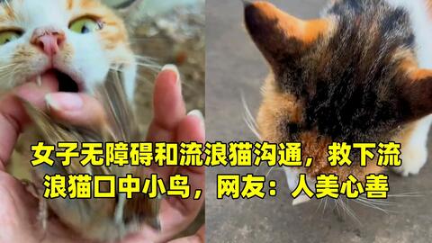 女子无障碍和流浪猫沟通 救下流浪猫口中小鸟 网友 人美心善 哔哩哔哩