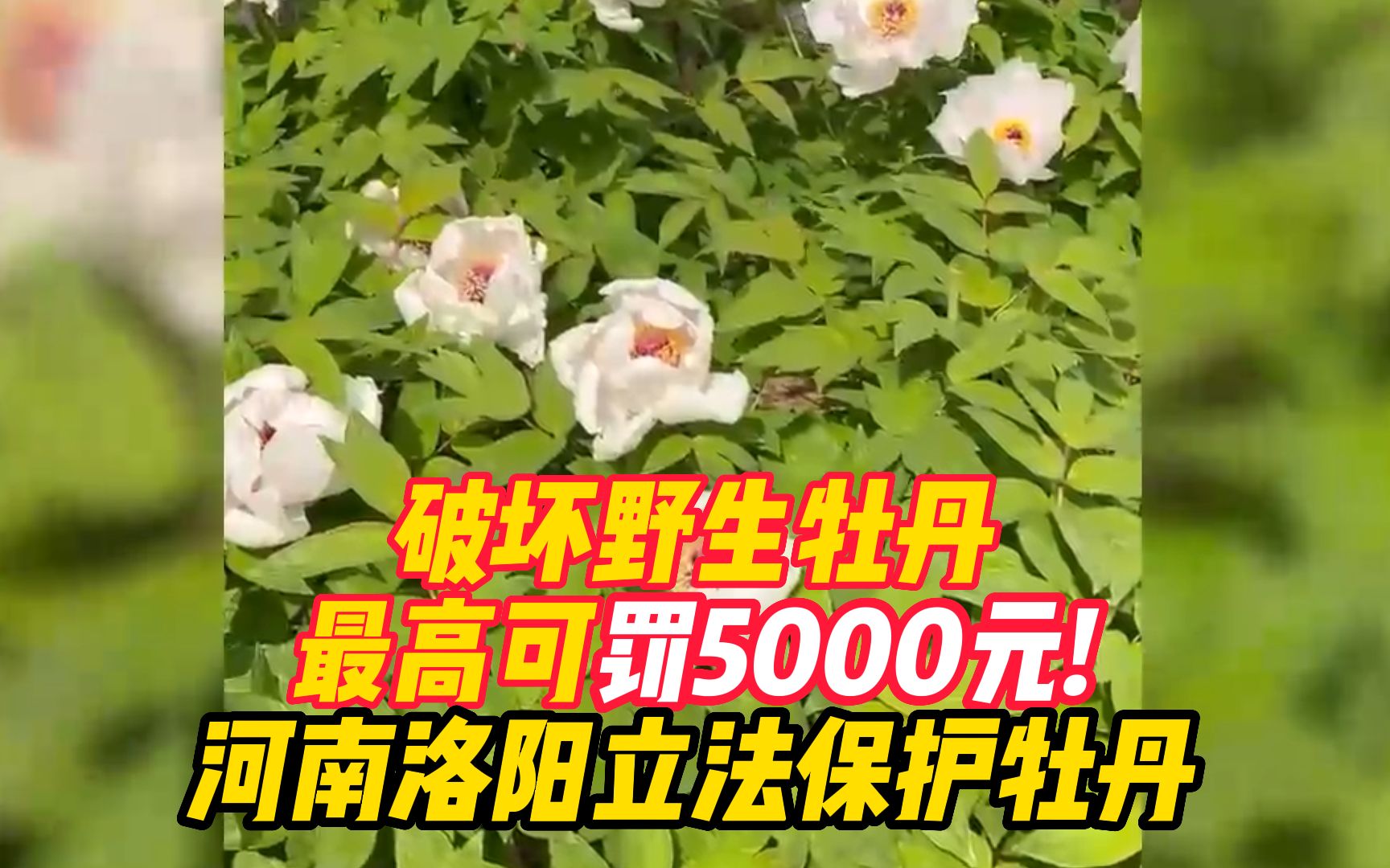 破坏野生牡丹最高可罚5000元!河南洛阳立法保护牡丹哔哩哔哩bilibili