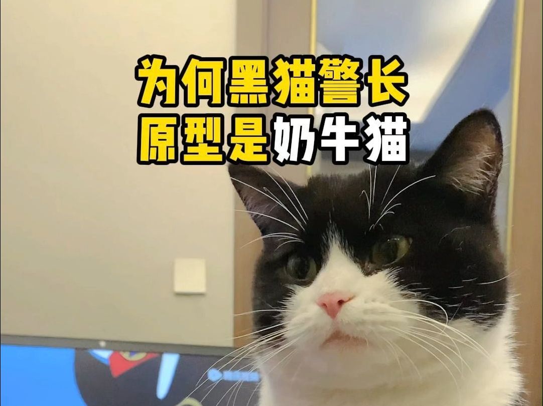 揭秘为何黑猫警长的原型是奶牛猫哔哩哔哩bilibili