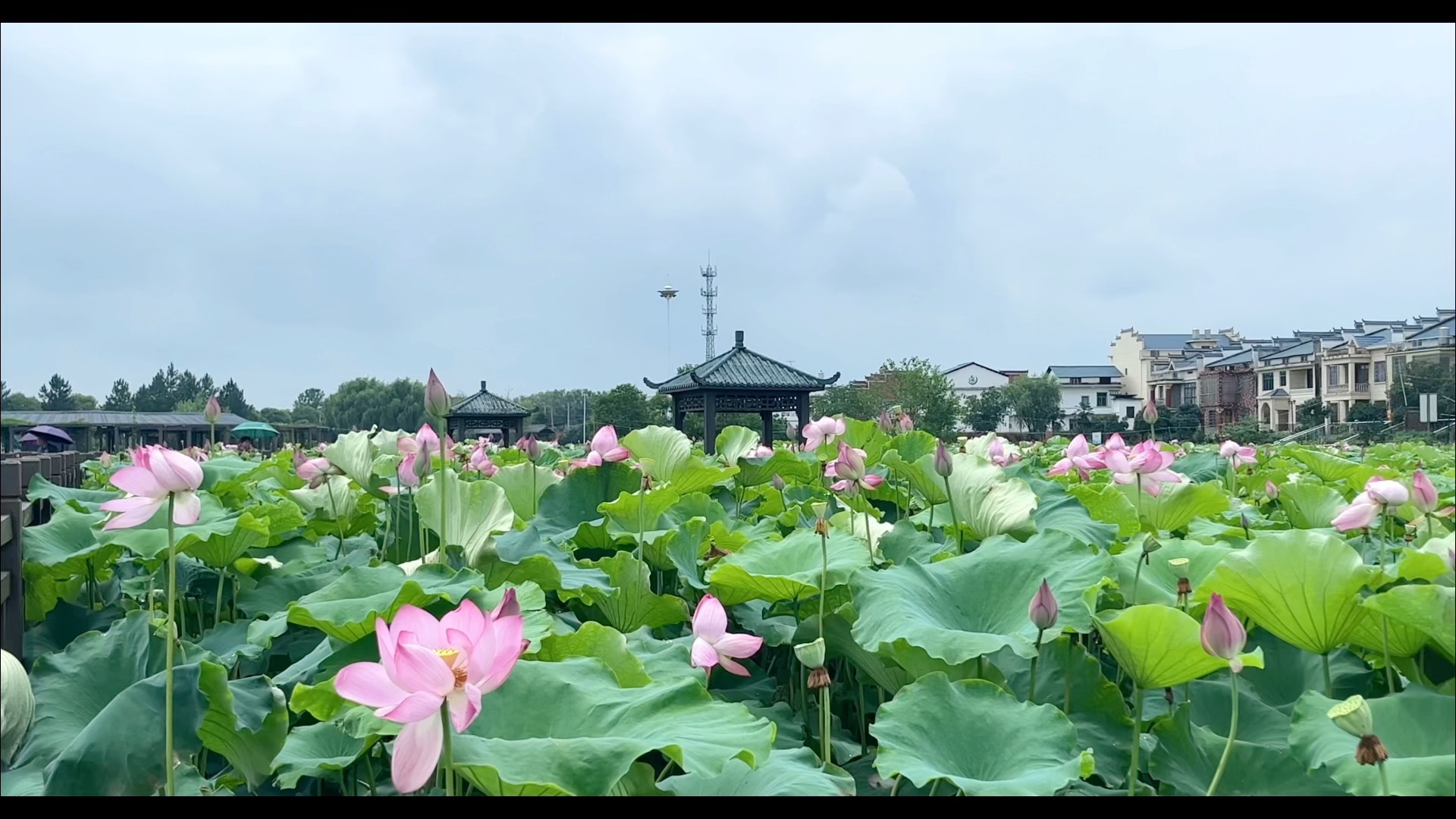 罗坊镇湖头村的荷花基地03