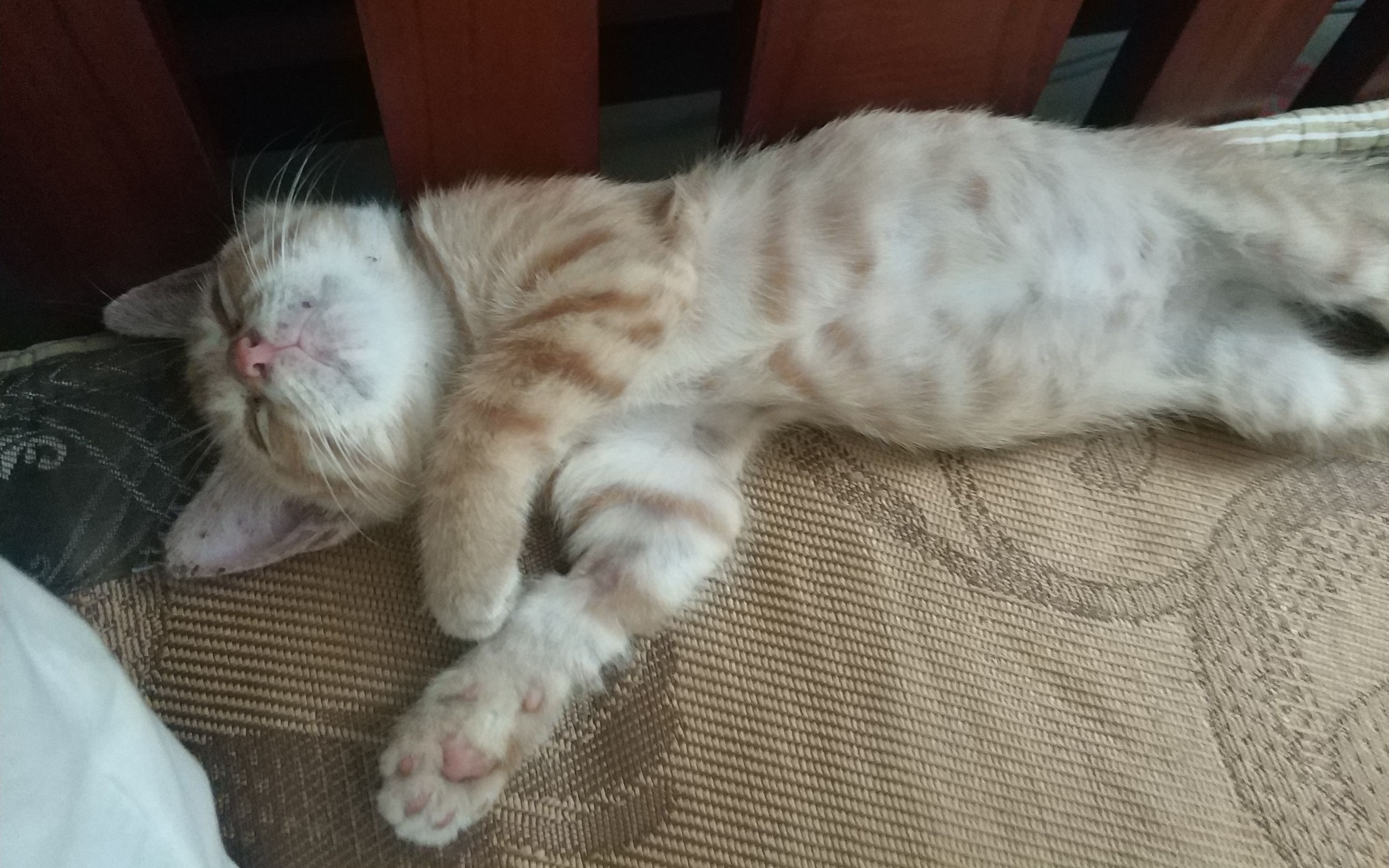 刚睡醒的小猫咪是最可爱的