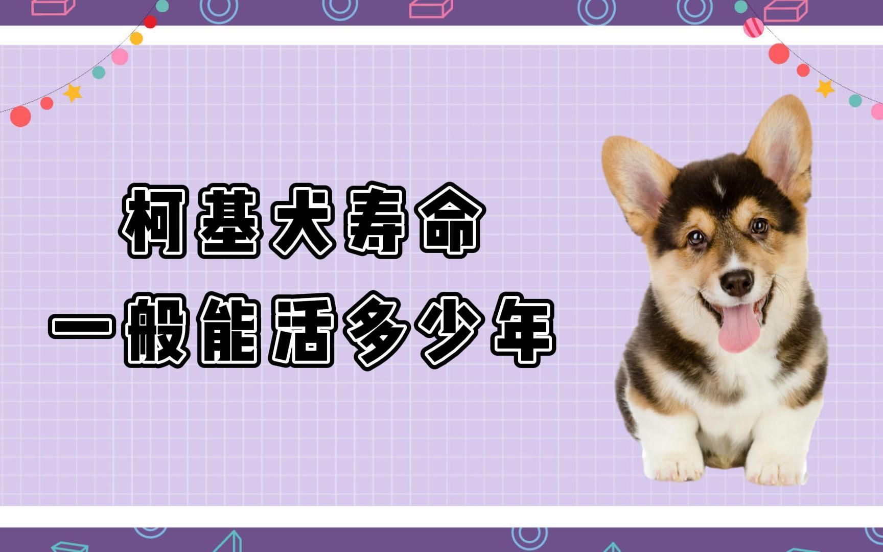 柯基犬寿命一般能活多少年?看看它还能陪你多久哔哩哔哩bilibili