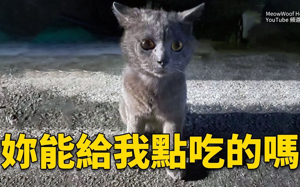 夜市里的流浪品种猫,被毛被人恶意剃光,为了一口食物每天提心吊胆,还好结局很完美哔哩哔哩bilibili