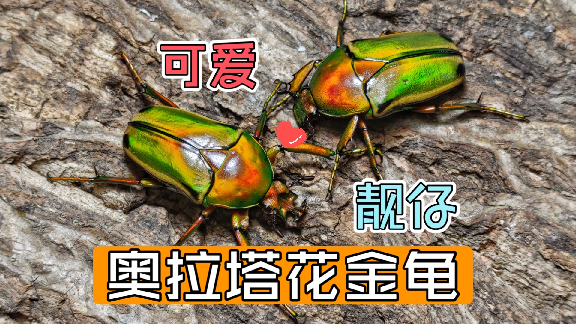 [甲虫介绍] 奥拉塔花金龟