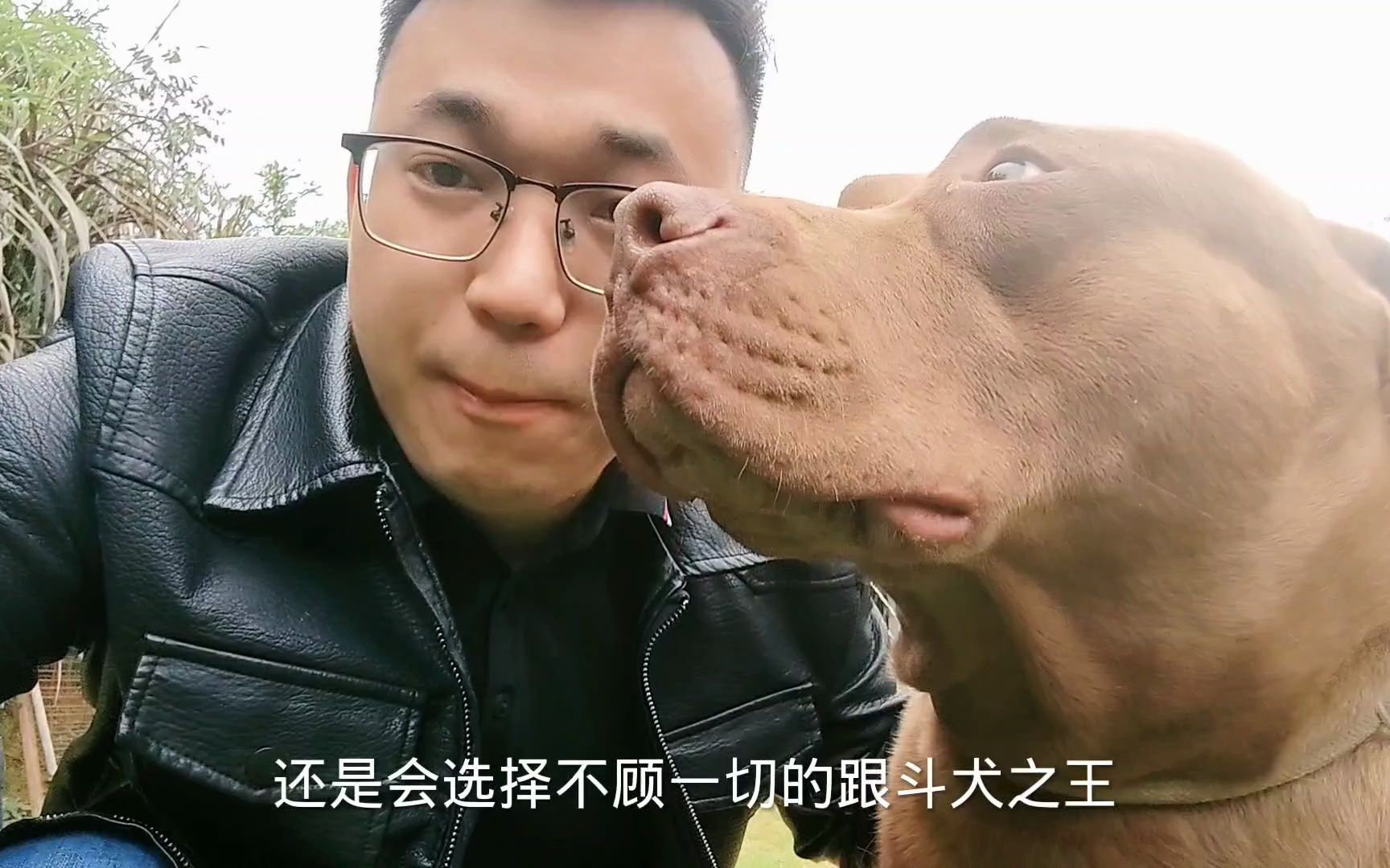 斗犬比特对战德牧精彩刺激,中亚犬半路进攻打法凶猛哔哩哔哩bilibili