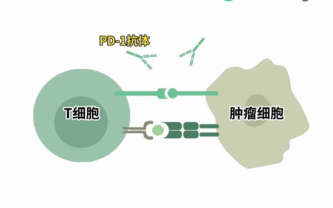 【靶点科普】PD1和PDL1有何不同?哔哩哔哩bilibili