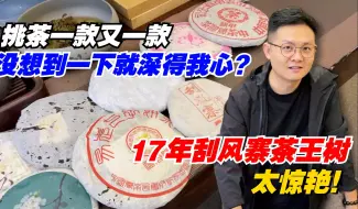 Download Video: 挑茶一款又一款，没想到一下就深得我心？17年刮风寨茶王树太惊艳