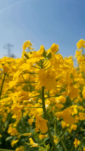 三月,油菜花金黄,于满山遍野璨然绽放,花香四溢.低头俯身,香气萦绕在鼻尖……哔哩哔哩bilibili