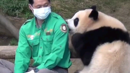 福宝看着爷爷,想要爷爷抱她,爷爷抱住她后福宝好开心...哔哩哔哩bilibili