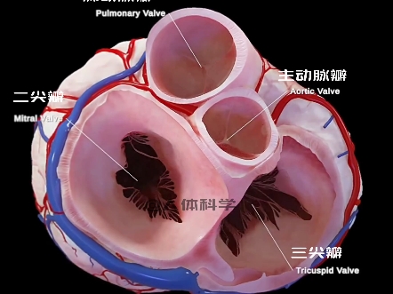 心脏结构解剖图哔哩哔哩bilibili