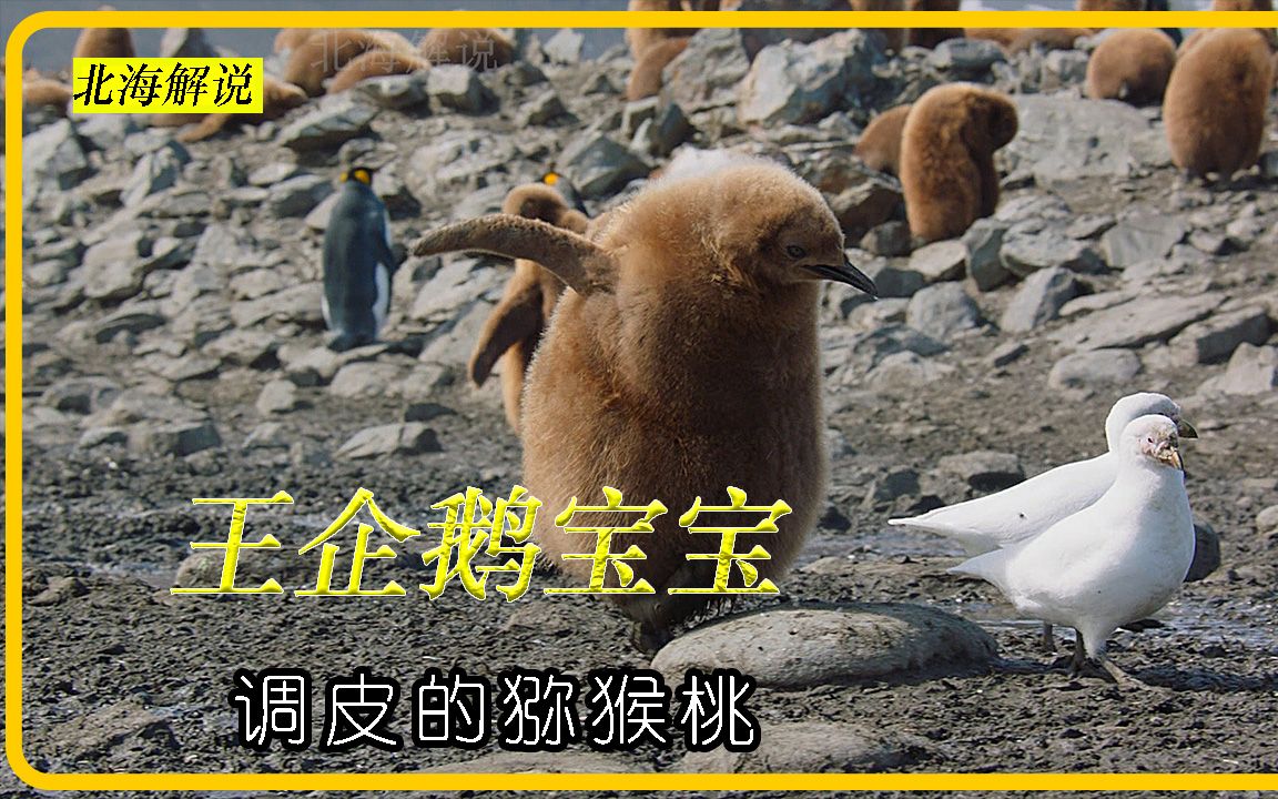 调皮的猕猴桃 王企鹅幼崽