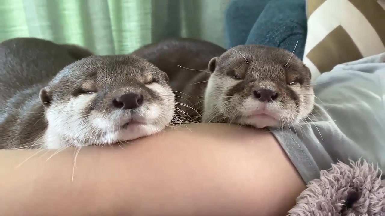 熟睡的水獭宝宝,真的太可爱了,看完有点跟着犯困了