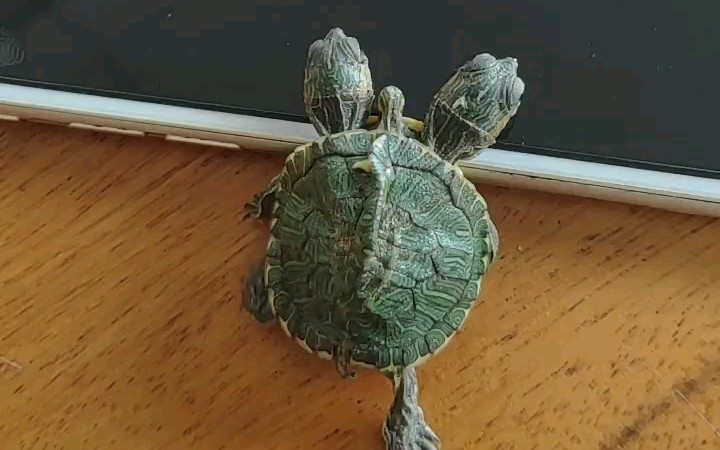 三个头的乌龟见过吗