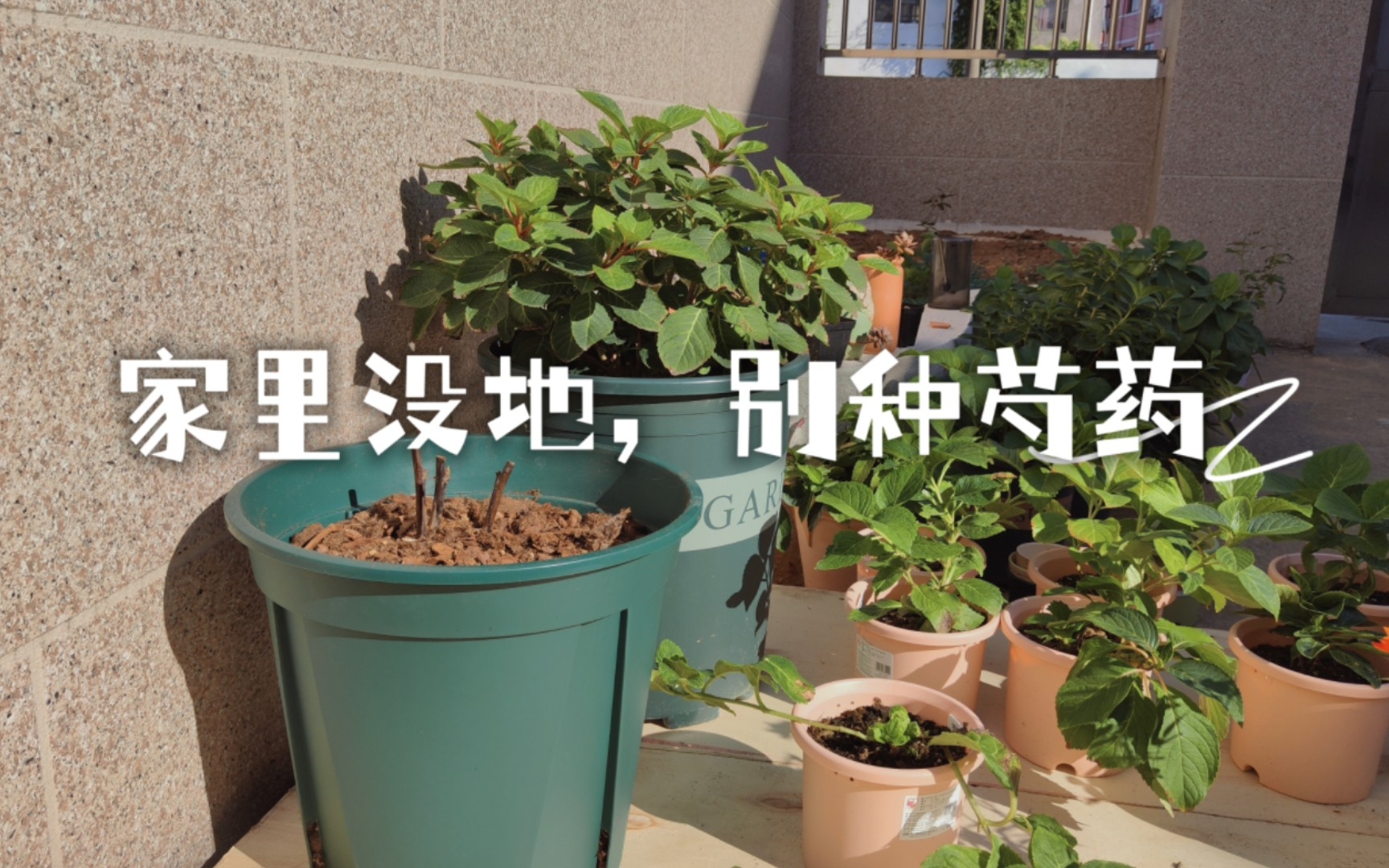 芍药栽种|给芍药准备的七加仑house哔哩哔哩bilibili