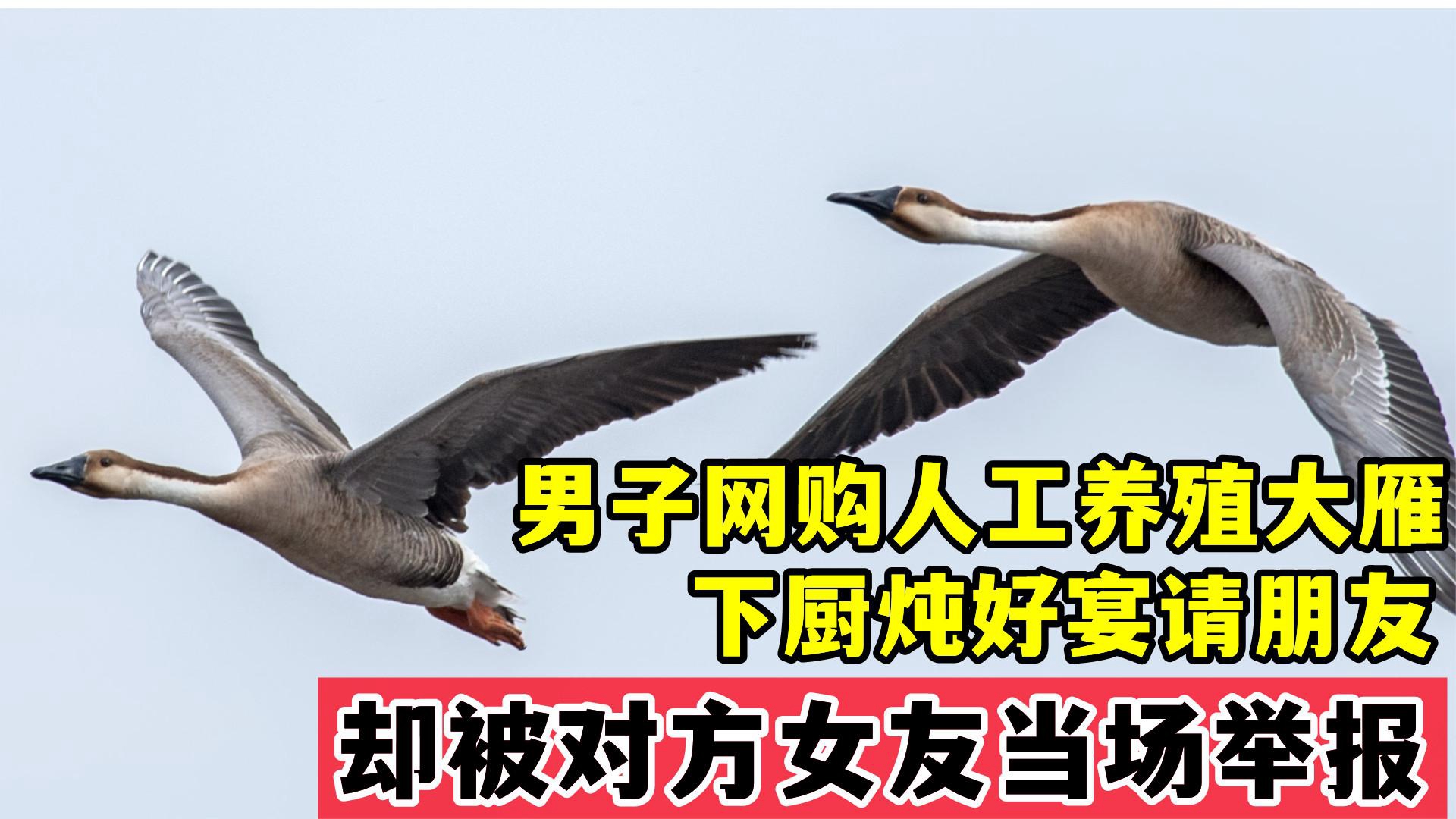 男子网购人工养殖大雁,下厨炖好宴请朋友,却被对方女友当场举报哔哩哔哩bilibili