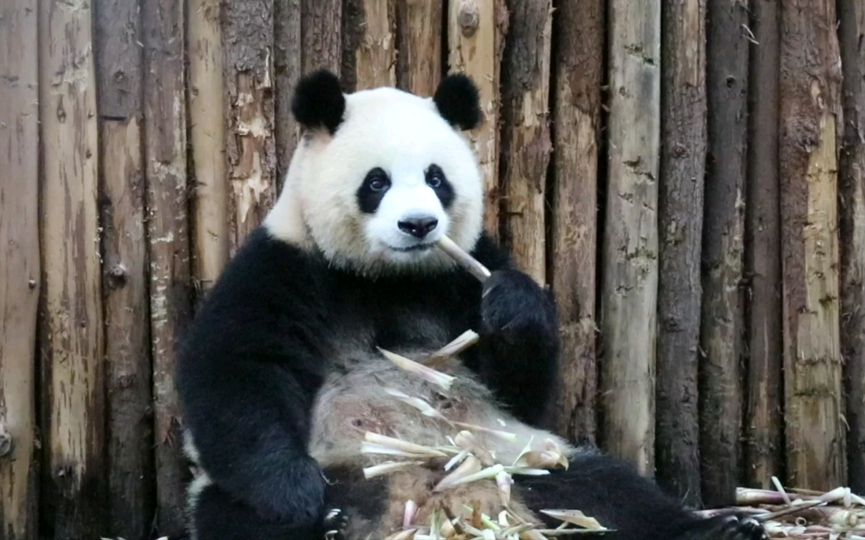 【大熊猫圆润】润润超乖的吃笋