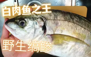 白身鱼改 搜索结果 哔哩哔哩 Bilibili