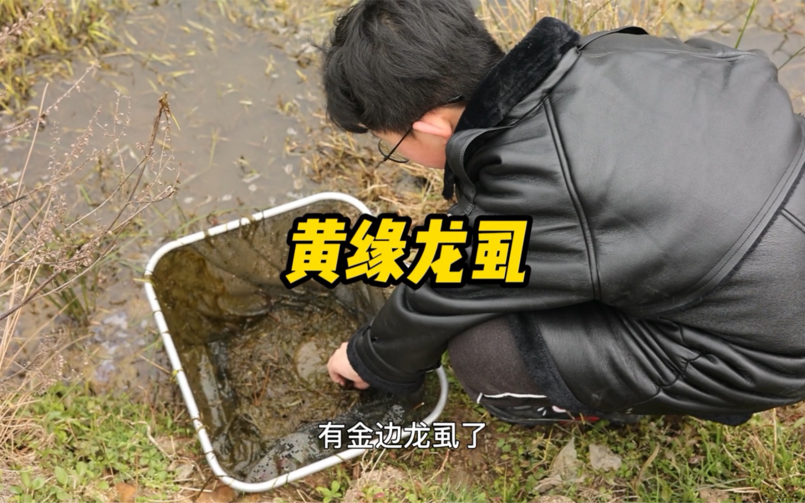 活动作品黄缘龙虱会飞会游还挺凶的小家伙