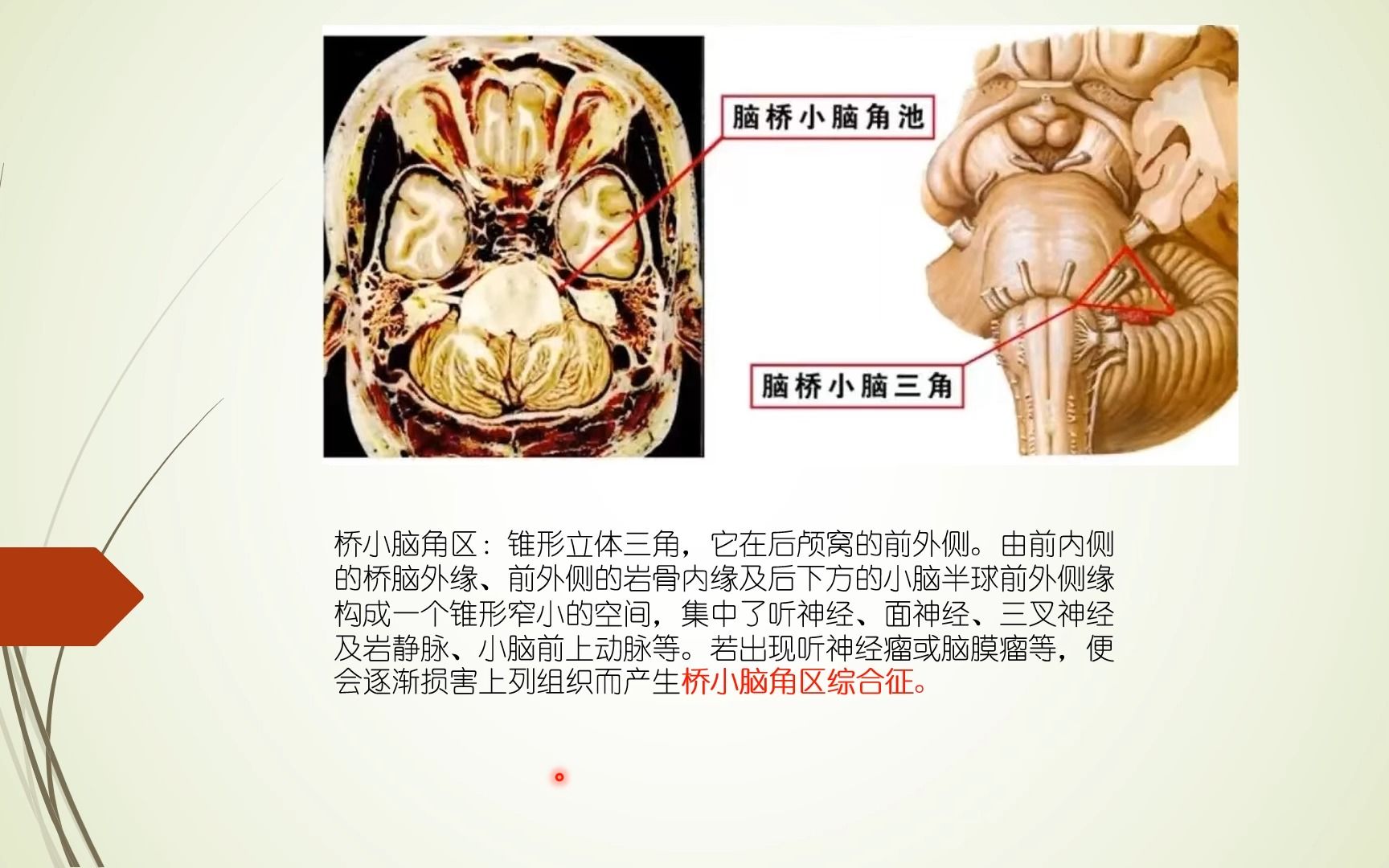 小脑脚图谱图片