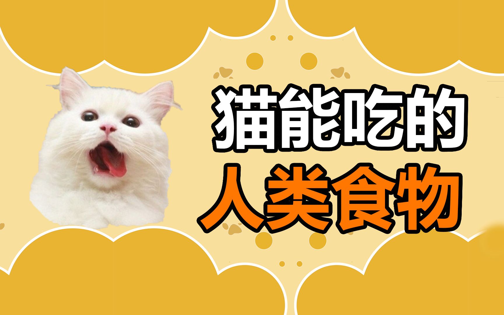 宠物冷知识:猫咪能吃哪些人类食物?哔哩哔哩bilibili