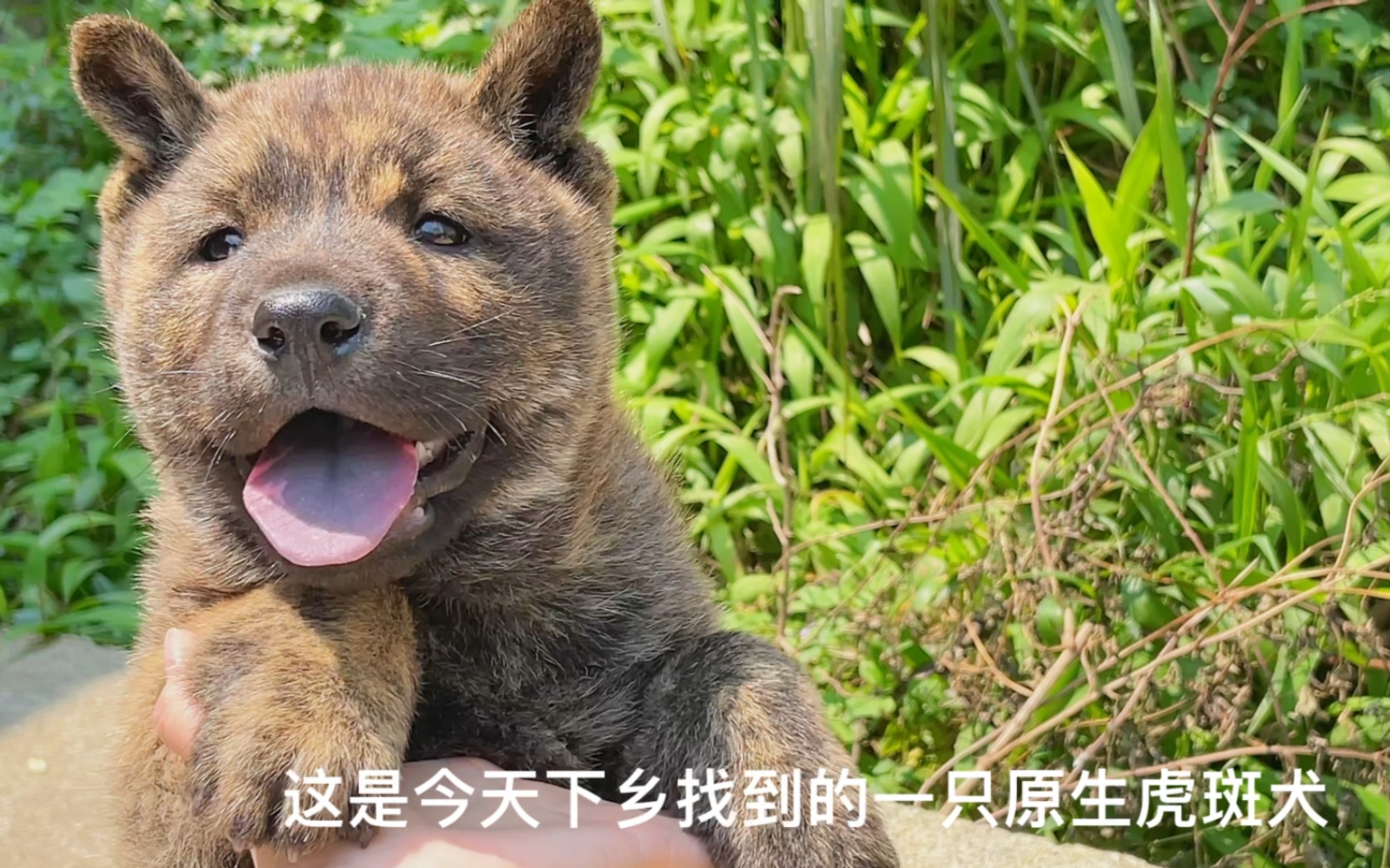 广西原生虎斑犬,它们已不再是廉价的代名词哔哩哔哩bilibili