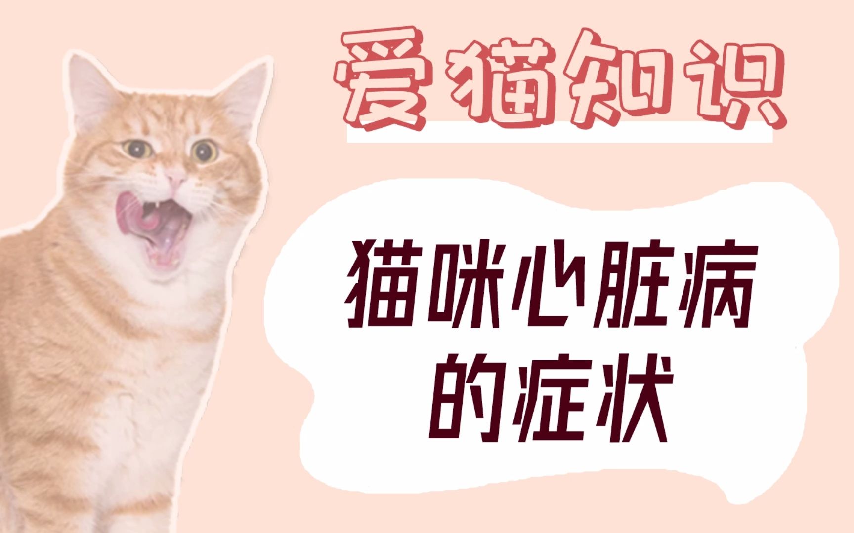 猫咪心脏病的症状哔哩哔哩bilibili