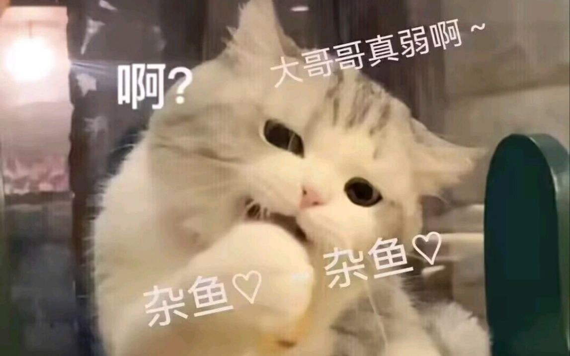 如果你笑了你就是杂鱼喵~78杂鱼喵~78!【地狱迷因】#115