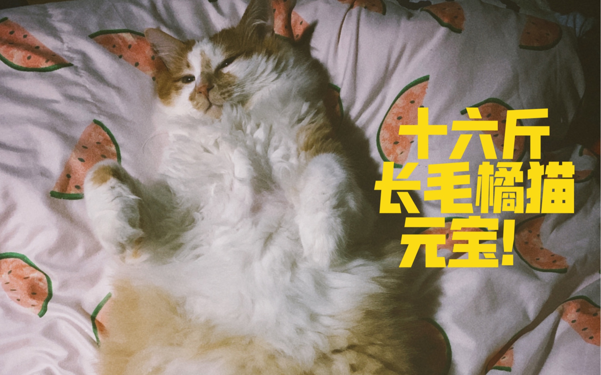 一位铲屎官的长毛橘猫分享哔哩哔哩bilibili