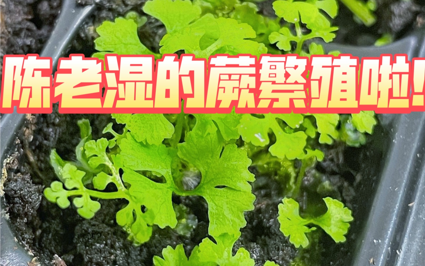 蕨类植物不开花结果,它是这么繁殖的!哔哩哔哩bilibili