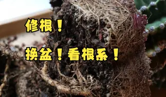 Download Video: 仙人球养了四年半的根系是什么样的？