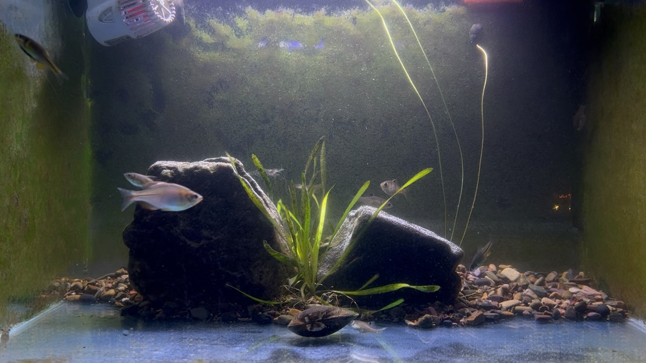 05.13-蓝鼻子鳑鲏缸