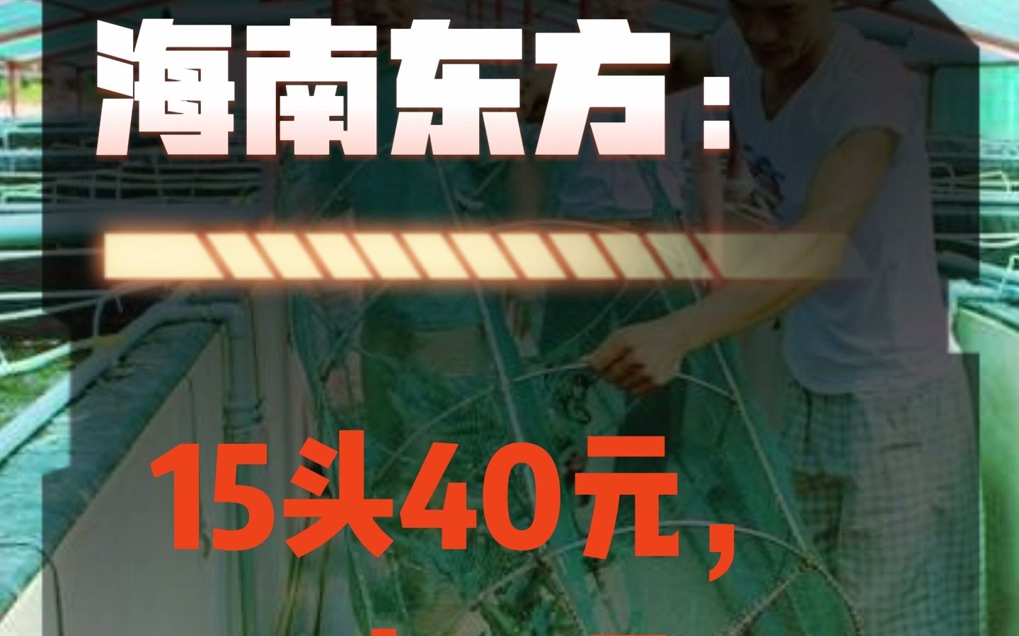 市场需求弱,大虾价依然坚挺!未来走向如何?10月21日(斑节对虾、罗氏沼虾)最新价格!哔哩哔哩bilibili