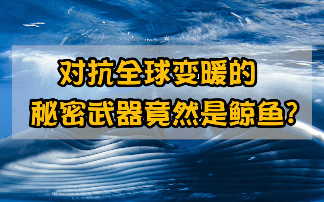 [图]对抗全球变暖的秘密武器竟然是鲸鱼？