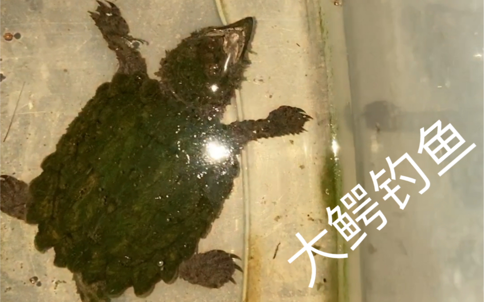 【龟科普】大鳄钓鱼,愿者上钩