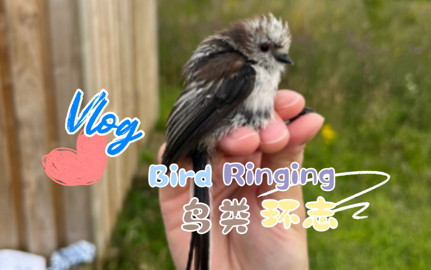 【环志bird ringing】简单记录一下繁殖季的某一天哔哩哔哩bilibili