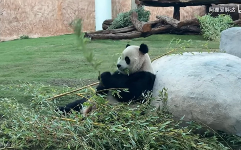 【京京:处惊不变,到哪里不是吃饭】你们的贰豆哥哥来了,富贵不能淫,英雄不改本色!你们想我了吗?土名:贰豆.学名:京京.阿拉伯名:苏海尔....