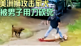 Download Video: 狠人连砍数十刀，活活将美洲狮砍死