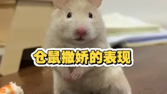 仓鼠撒娇的几个表现