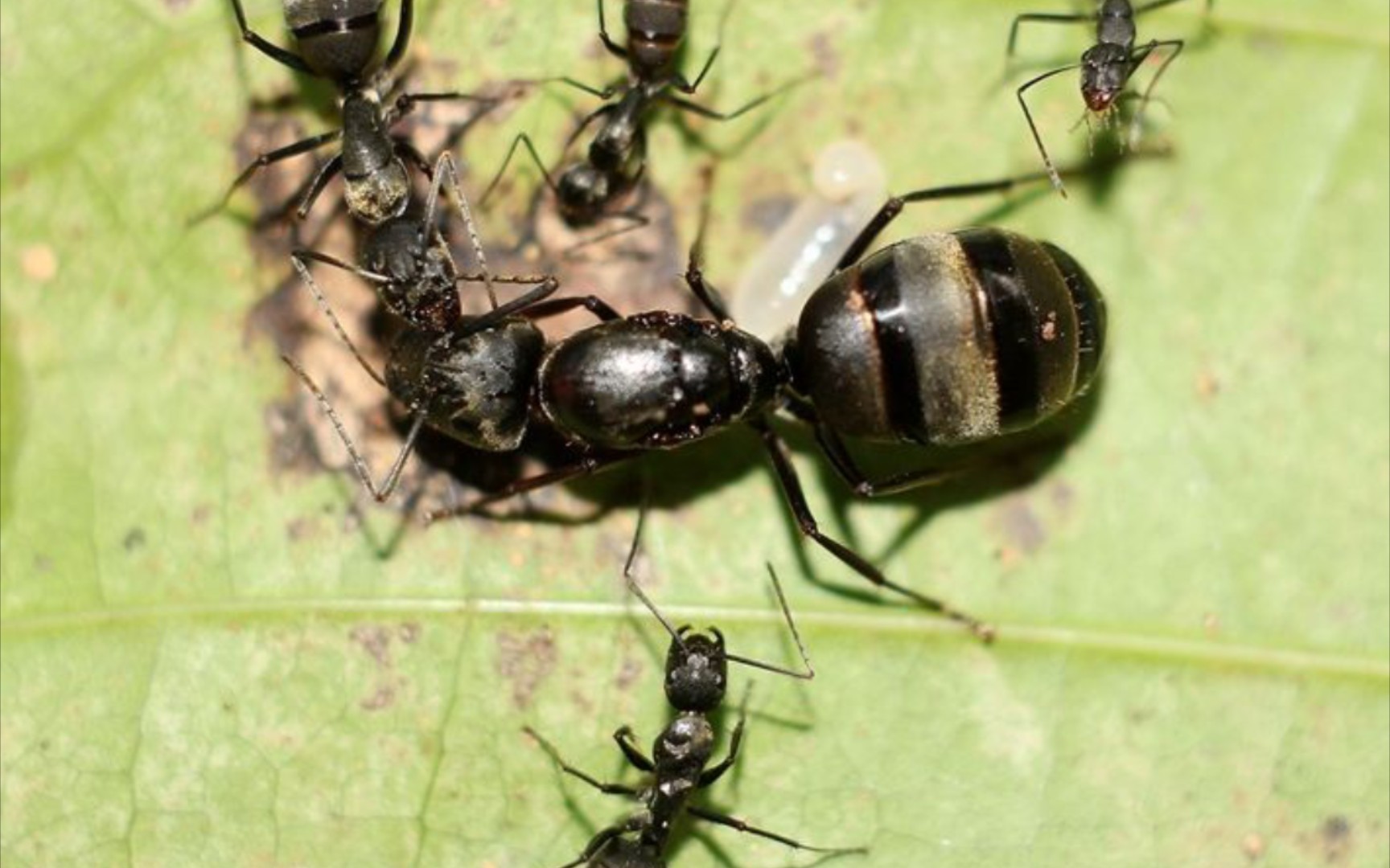 拟哀弓背蚁(冬季记录)