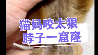 Download Video: 猫妈咬太狠 脖子一窟窿 先起名开天窗