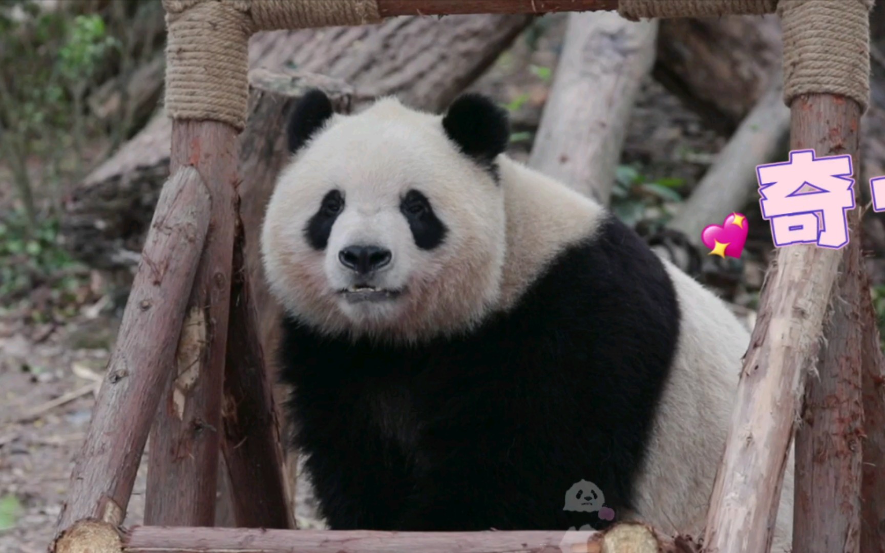 奇一鼻子真灵,找到了藏在秋千上的窝头,上秋千开心吃窝头【大熊猫奇一