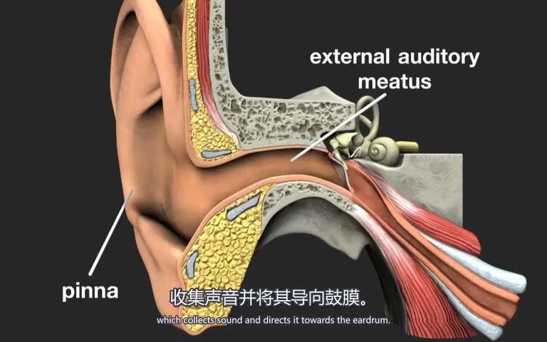 前庭蜗器/耳 老外学习视频哔哩哔哩bilibili