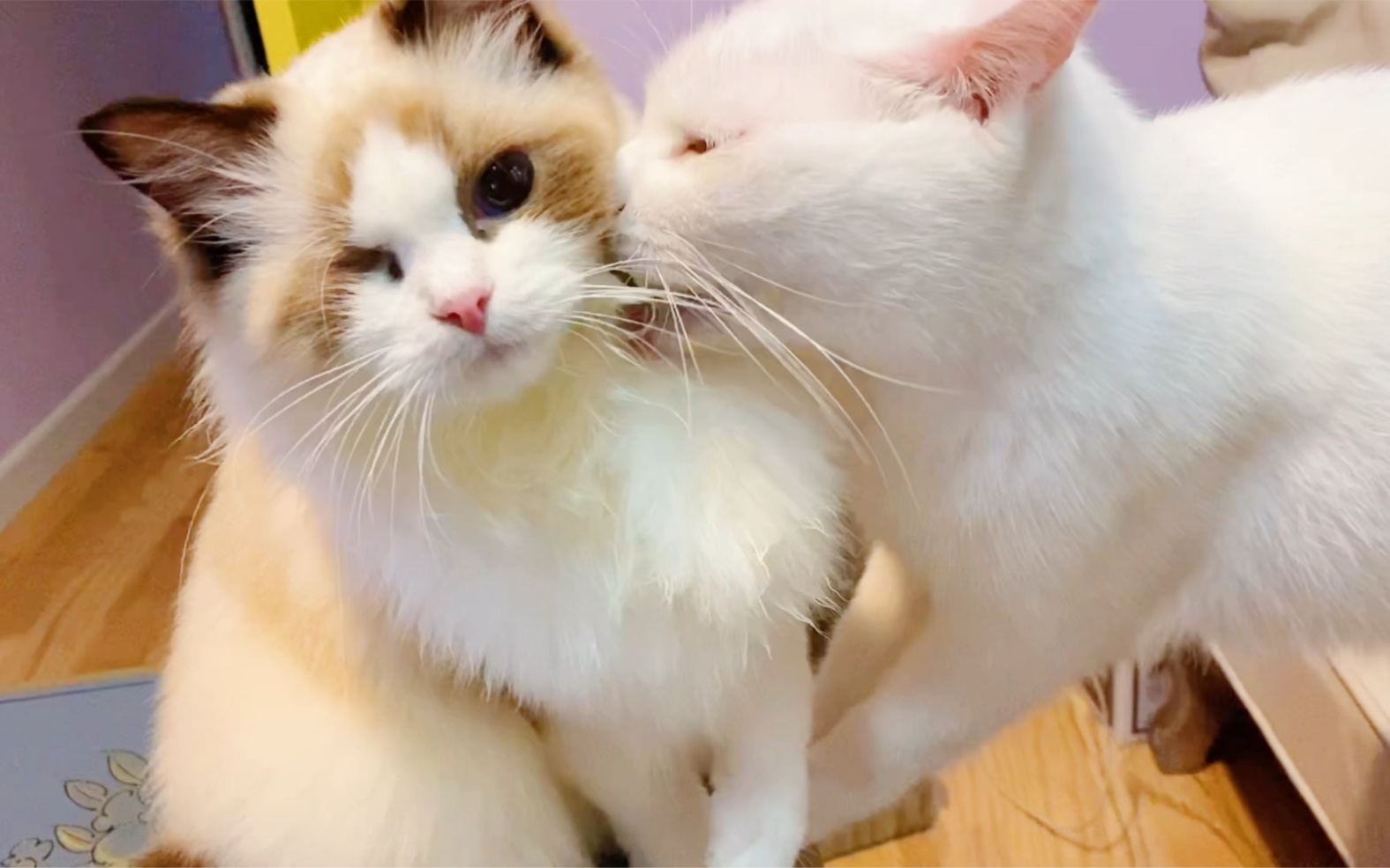 【布偶猫】【田园猫】互诉衷肠,说小话说哭铲屎官_哔哩哔哩_bilibili