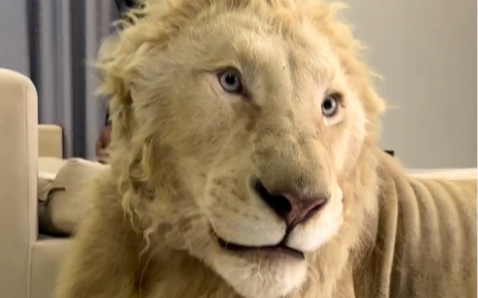 狮子王剪了新发型,感觉很不爽啊