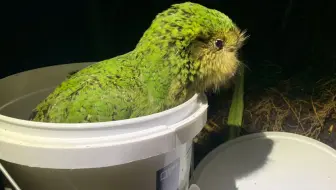 【鸮鹦鹉】kakapo成长日记！谁能拒绝毛茸茸的大肥啾呢？