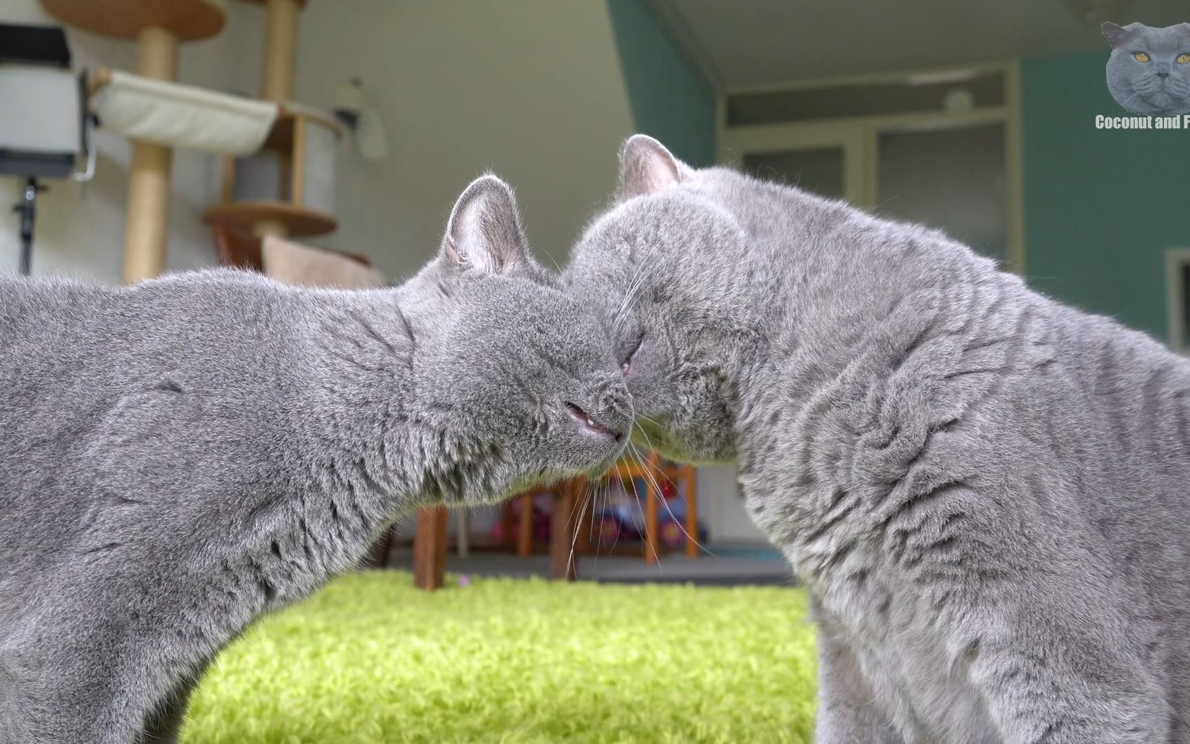 两只小猫亲吻图片