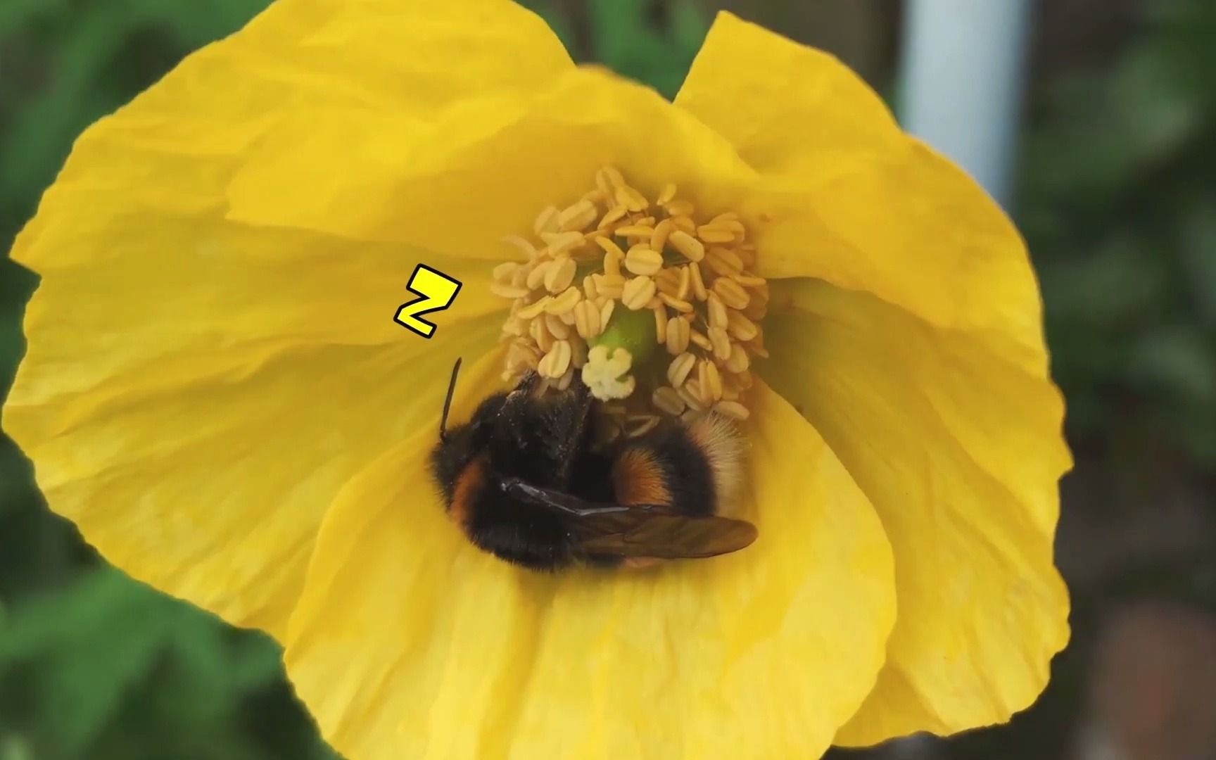 活动作品熊蜂累了真的会在花里面睡觉