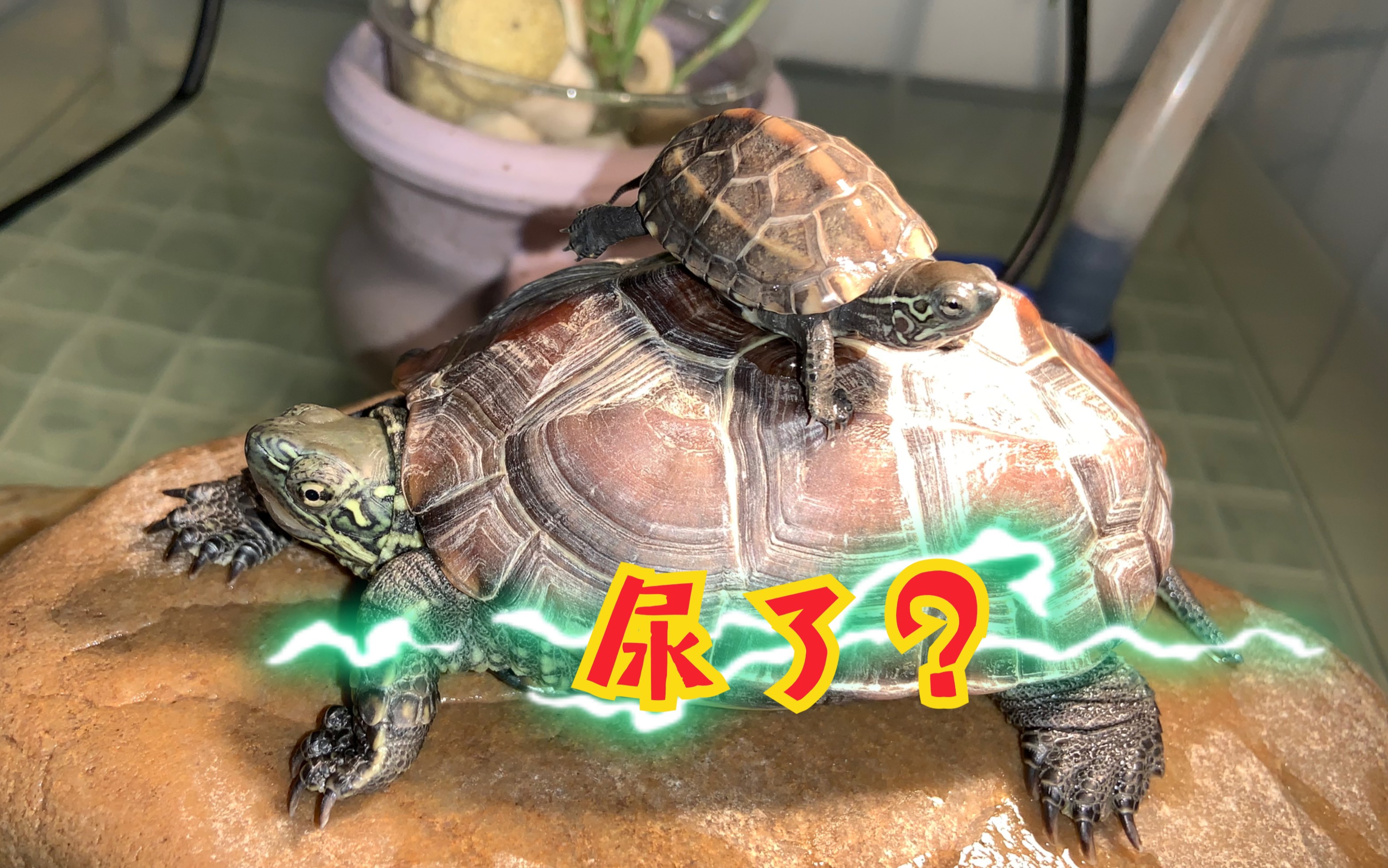 活动作品小龟尿大龟一身壳