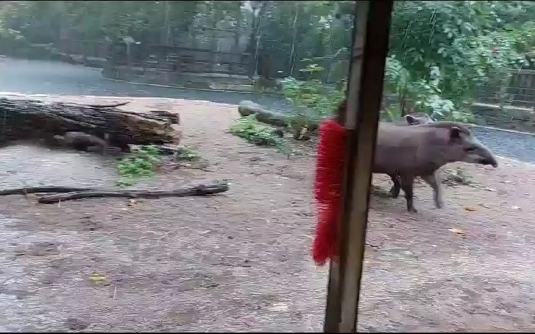 克雷费尔德动物园的南美貘在雨中快乐地狂奔哔哩哔哩bilibili