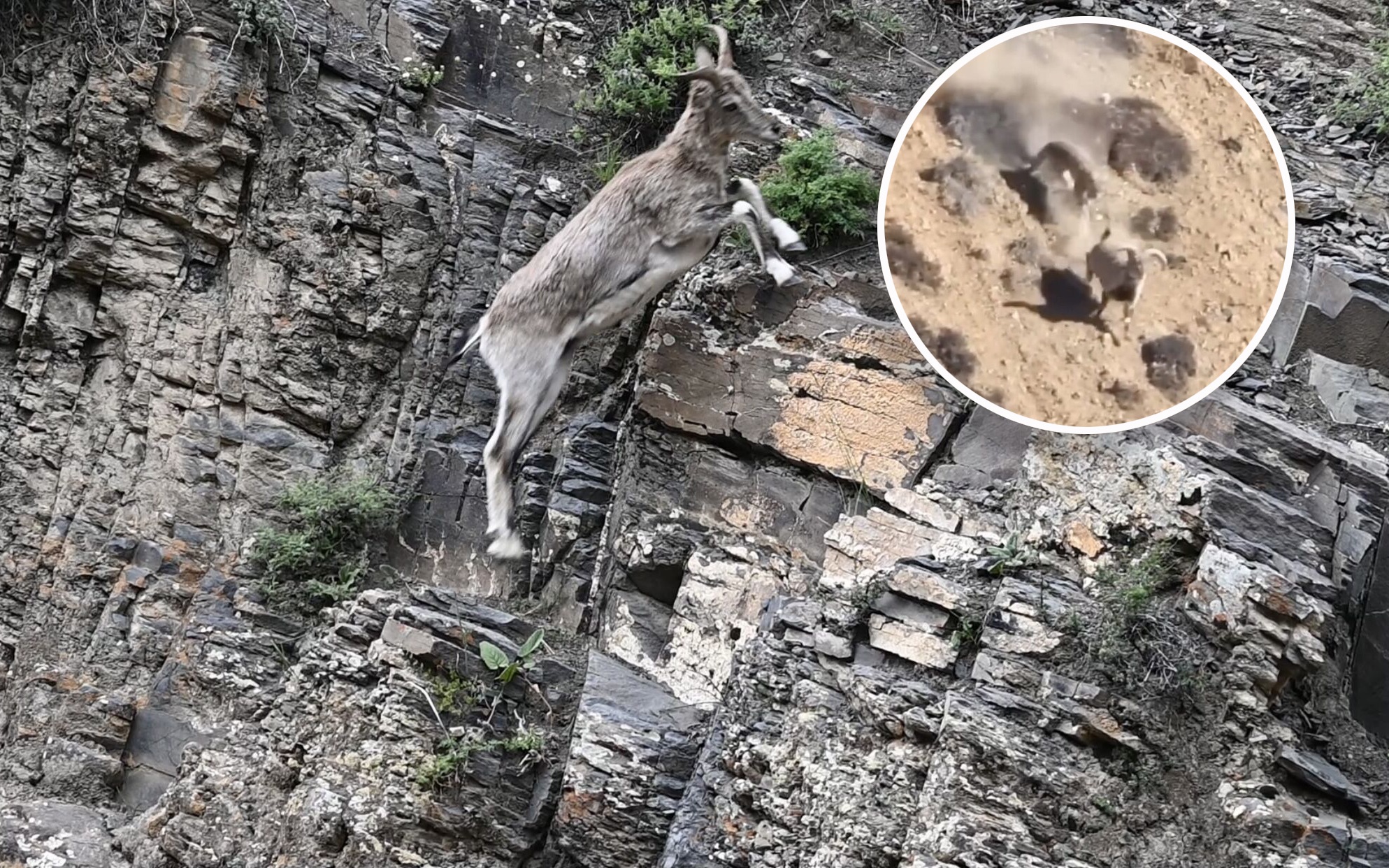 甘孜现数百只岩羊,登山家跑酷技术一流,雪豹如何破解其攀岩神功